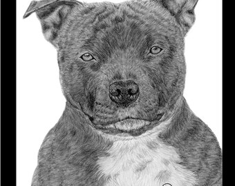 Bull Terrier inglés /"bully/" cerrar tarjeta de saludos-desde Dibujo Original