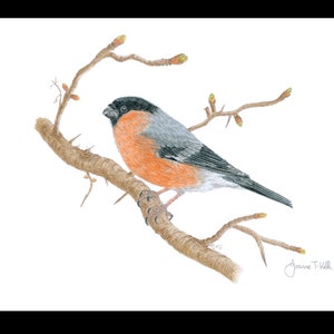 BULLFINCH - Cartão de cumprimentos de vida selvagem/pássaro - Impressão de um desenho a lápis original de Joanne T Kell - Cartão em branco