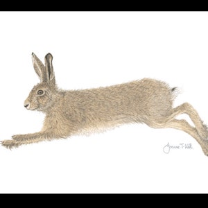 RUNNING HARE Biglietto di auguri per la fauna selvatica - Stampa da un disegno a matita originale di Joanne T Kell