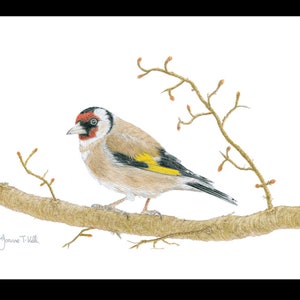 GOLDFINCH- Cartão de saudações de vida selvagem/pássaro - Impressão de um desenho a lápis original de Joanne T Kell - Cartão em branco