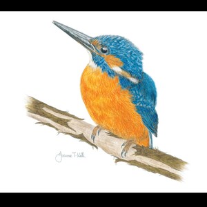 KINGFISHER- Cartão de saudações de vida selvagem/pássaros - Impressão de um desenho a lápis original de Joanne T Kell - Cartão em branco