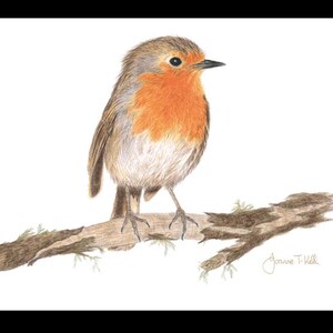 ROBIN - Cartão de Saudações de Vida Selvagem/Pássaros - Impressão de um Desenho a Lápis Original de Joanne T Kell - Cartão em Branco