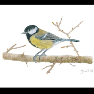 GREAT TIT - Cartão de cumprimentos de vida selvagem/pássaro - Impressão de um desenho a lápis original de Joanne T Kell - Cartão em branco