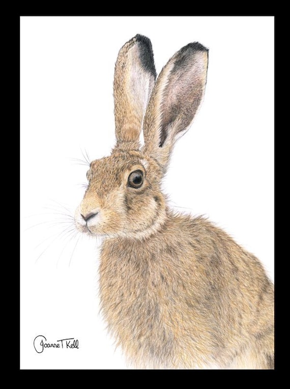 /'BROWN HARE/' WILDLIFE GREETINGS CARD-From Pencil Drawing By Artist Joanne T Kell