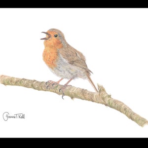 SINGING ROBIN - Cartão de cumprimentos de vida selvagem/pássaro - Impressão de um desenho a lápis original de Joanne T Kell - Cartão em branco