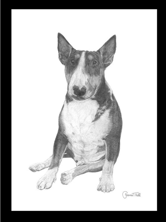 Bull Terrier inglés /"bully/" cerrar tarjeta de saludos-desde Dibujo Original