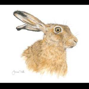 Biglietto di auguri per la fauna selvatica con LEPRE MARRONE - Stampa da un disegno a matita originale di Joanne T Kell