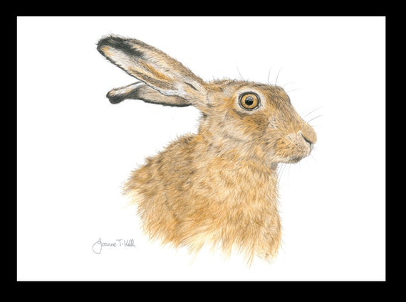 /'BROWN HARE/' WILDLIFE GREETINGS CARD-From Pencil Drawing By Artist Joanne T Kell
