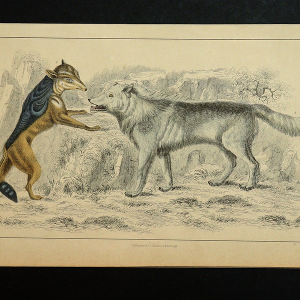 Antique Wolf and Jackal Print - Original Hand Coloured Copperplate Engraving From Oliver Goldsmith - 1853