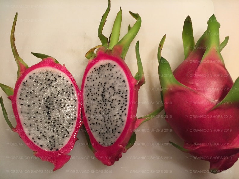 1 DRAGON FRUIT CUTTINGS Giant Vietnamese White Variety Etsy