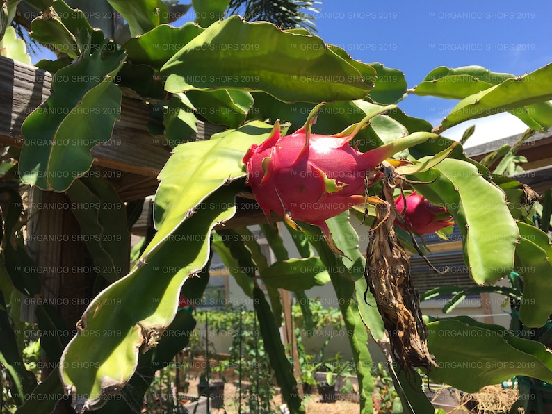 Bruni Haleys Comet Purple Haze Viet White David Bowe /& More Delight Lake Atitlian Red Multiple Varieties DRAGON FRUIT CUTTINGS
