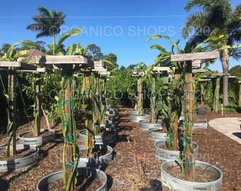 DRAGON FRUIT CUTTING - Multiple Varieties - Viet White, Haleys Comet, Bruni, Lake Atitlian Red, Delight, Purple Haze, David Bowe & more