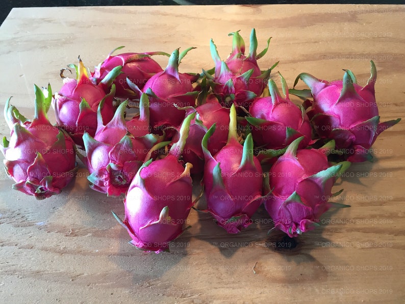 4 Cuttings Vietnamese Dragon Fruit Plant – White Flesh, Self-Pollinating Pitaya