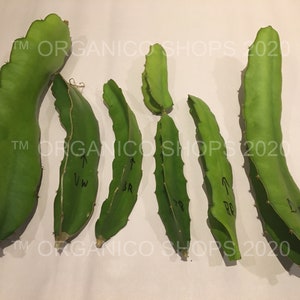 May include: Several green dragon fruit cuttings are arranged on a white surface. The cuttings vary in size and shape, with spiky edges. Some cuttings have handwritten labels. The text "ORGANICO SHOPS 2020" is watermarked across the image.