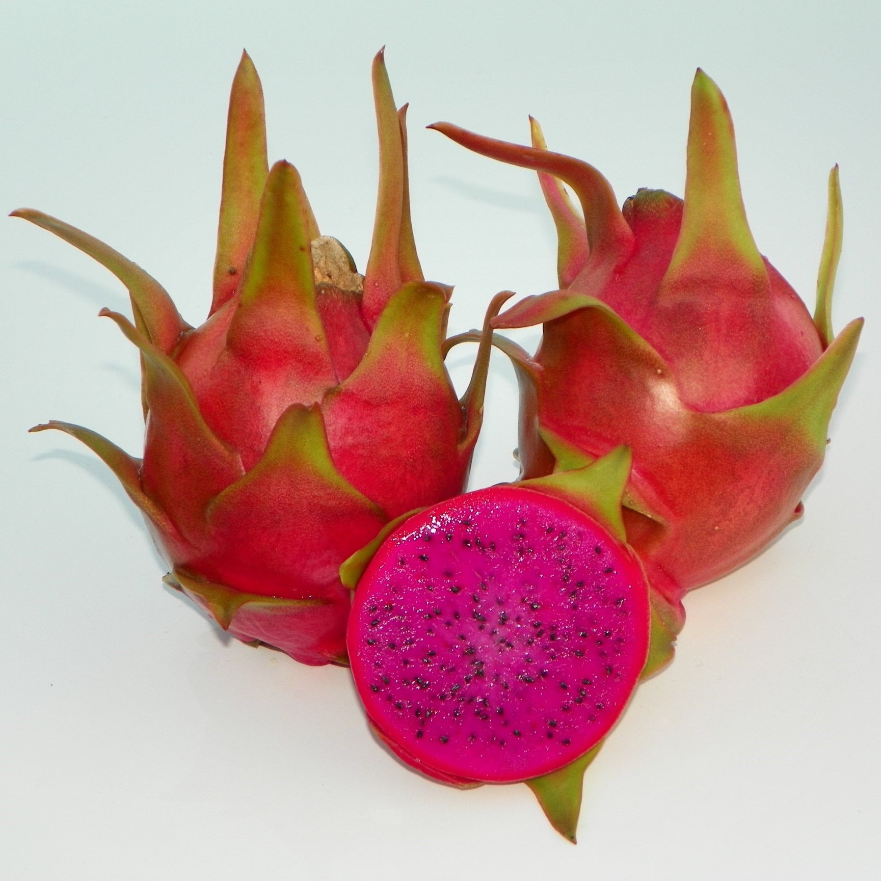 DRAGON FRUIT CUTTINGS Multiple Varieties in 4 pots Etsy