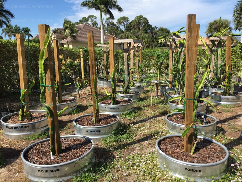 Bruni Haleys Comet Purple Haze Viet White David Bowe /& More Delight Lake Atitlian Red Multiple Varieties DRAGON FRUIT CUTTINGS