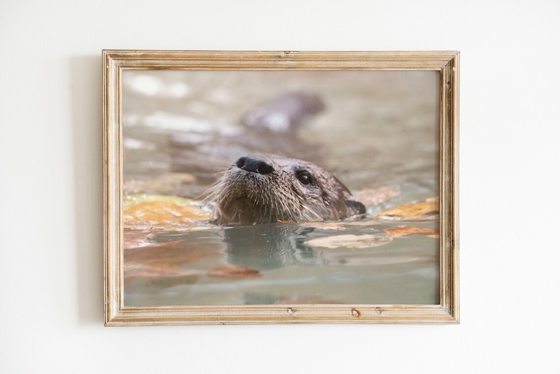 Otter Wall Art / Nature Photography Print / Digital Photography