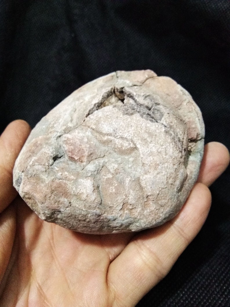 Real Dinosaur Egg Fossil found in China Xixia Basin | Etsy