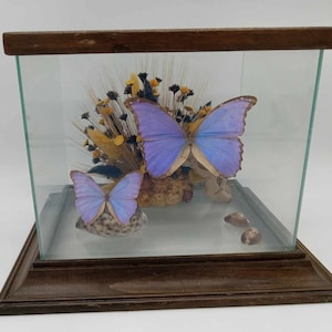 May include: A display case with a wooden frame houses two blue butterflies, dried flowers, and seashells. The butterflies have a vibrant blue hue with delicate wing patterns. The case is rectangular and sits on a wooden base.