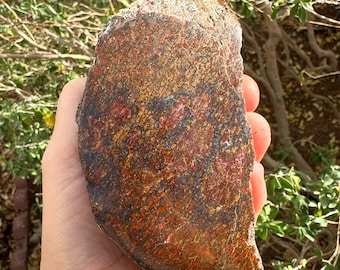 Ejemplar de hueso de dinosaurio agatizado, pieza de exhibición de hueso de gema, fósil de Utah (867 gramos)