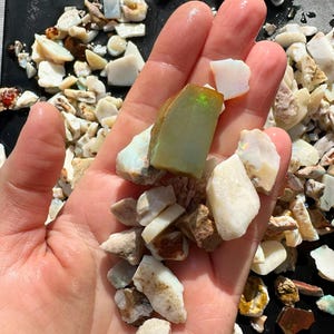 K&ouml;nnte beinhalten: Eine Hand h&auml;lt eine Sammlung roher Opal-Edelsteine. Die Opale variieren in Gr&ouml;&szlig;e und Farbe, mit Schattierungen von Wei&szlig;, Creme, Braun und Gr&uuml;n. Einige Steine haben einen schimmernden, irisierenden Charakter.