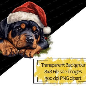 K&ouml;nnte beinhalten: Ein Rottweiler-Hund, der eine rote Weihnachtsm&uuml;tze mit wei&szlig;em Besatz tr&auml;gt, sieht schl&auml;frig aus, mit dem Kopf auf seinen Pfoten ruhend. Der Hund ist von gr&uuml;nen Kiefern&auml;sten und roten Beeren umgeben.
