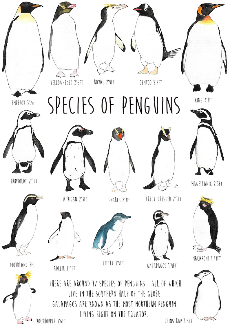 Penguin Species Print / Watercolour Print / Original Art / Wall Art