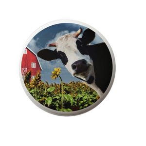 May include: A black and white cow with a curious expression peeks out from a field of sunflowers. A red barn is visible in the background.