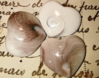Shiva Eye Polished Shell Heart Palm Stone Yoga Hand Carved Chakra Reiki Charged Healing Quartz Home Office Healing Decor Occult Altar Stone