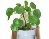 50 pcs pack Bonsai Amazing The pancake plant chinese money plant For Home Garden Beautiful round Plant Flower