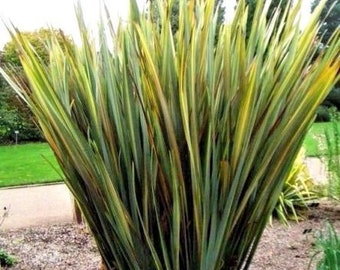Phormium tenax Yellow Wave New Zealand Flax 50/_Seeds