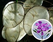 Silver Dollar Lunaria Biennis 50 seeds Money plant Showy CombSH J14