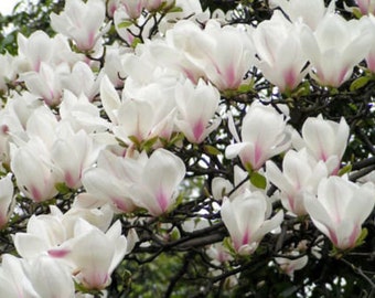 Shrub Evergreen CombSH M41 5 Michelia macclurei seeds Very Fragrant