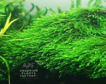 aquatic moss etsy