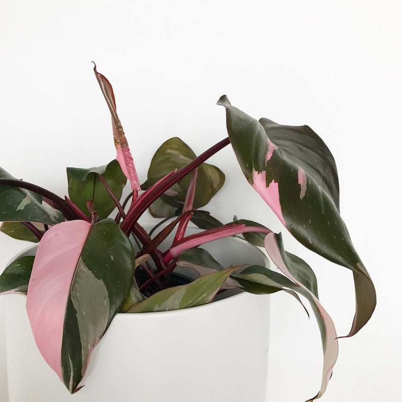 100pcs Philodendron pink princess Bonsai seeds Philodendron Etsy