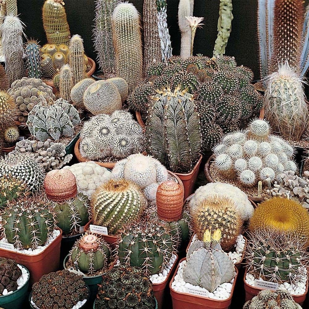 Cactus，succulent CombSH C32 Care free 10 Mammillaria mix ...