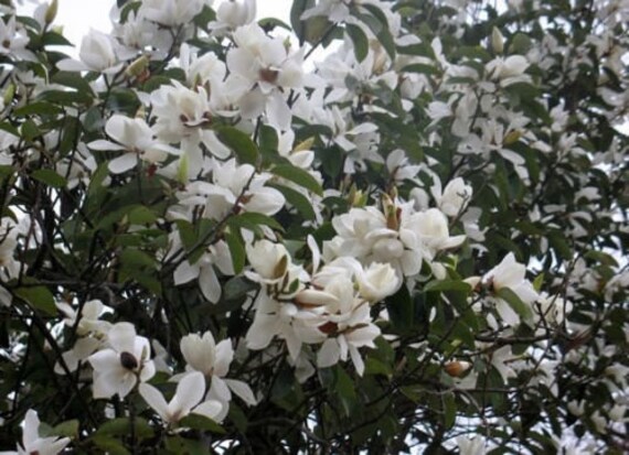 Shrub Evergreen CombSH M41 5 Michelia macclurei seeds Very Fragrant