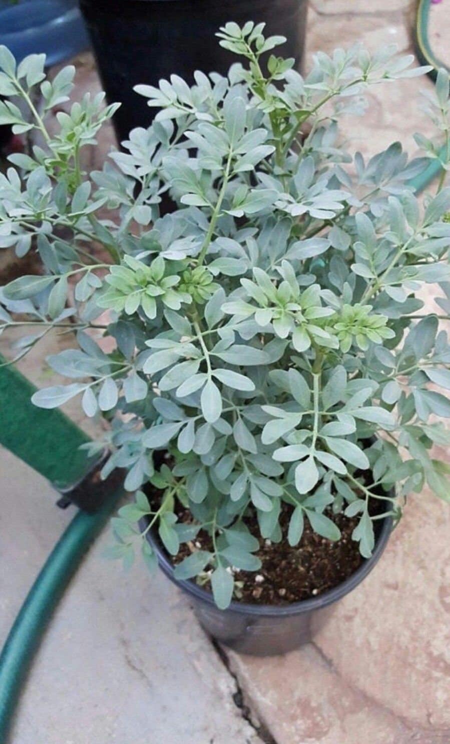 Rue Plant Ruda Common Rue Herb of Grace 10 to 1.5 Etsy