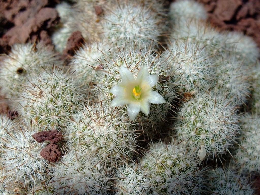 Gymnocalycium gaponii
