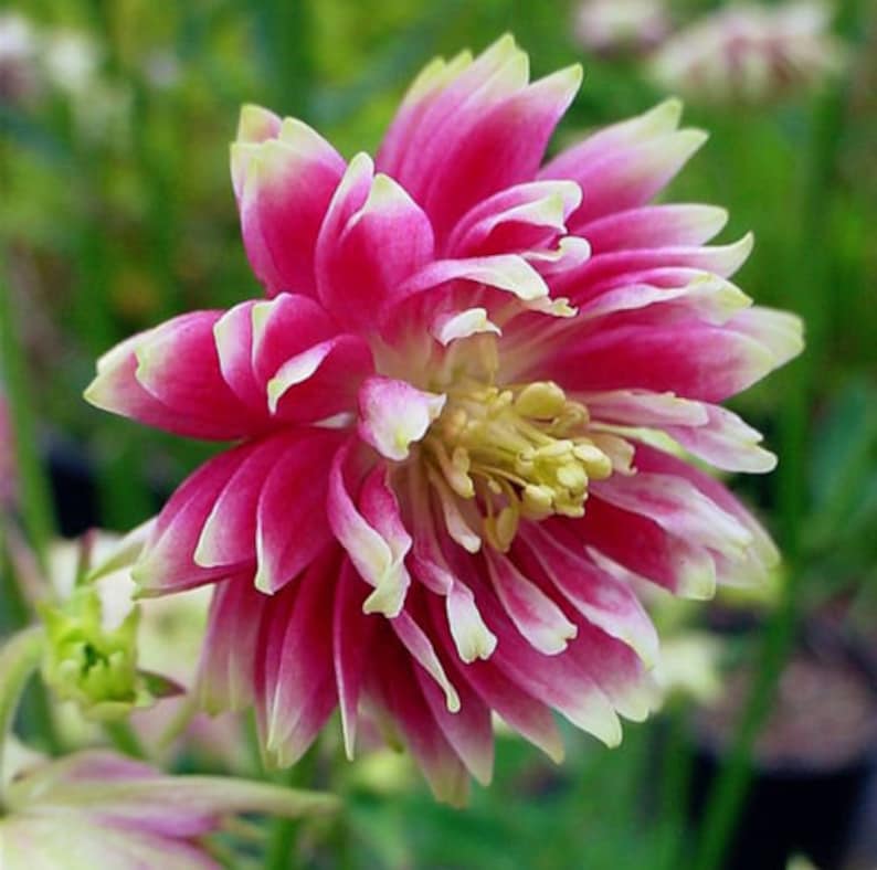 25 Barlow Mix Aquilegia Flower Seeds Perennial