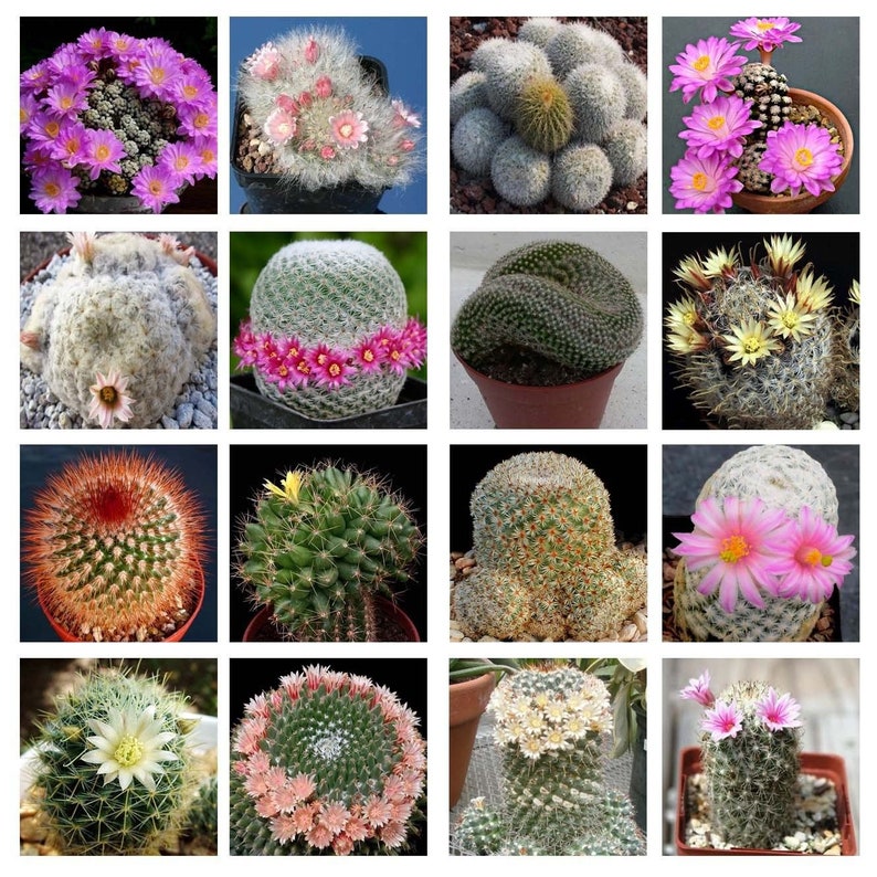 10 Agave mix seeds *Easy grow succulent CombSH C34 Care free