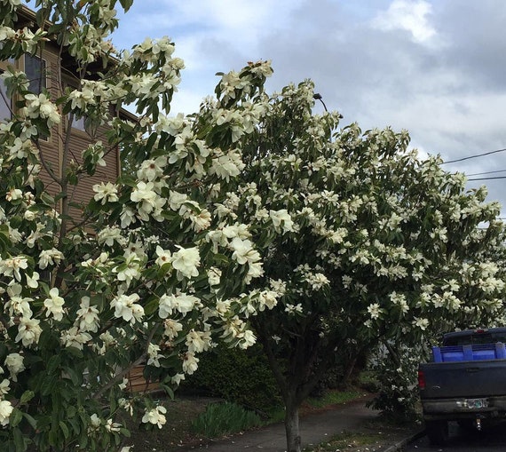 Shrub Evergreen CombSH M41 5 Michelia macclurei seeds Very Fragrant
