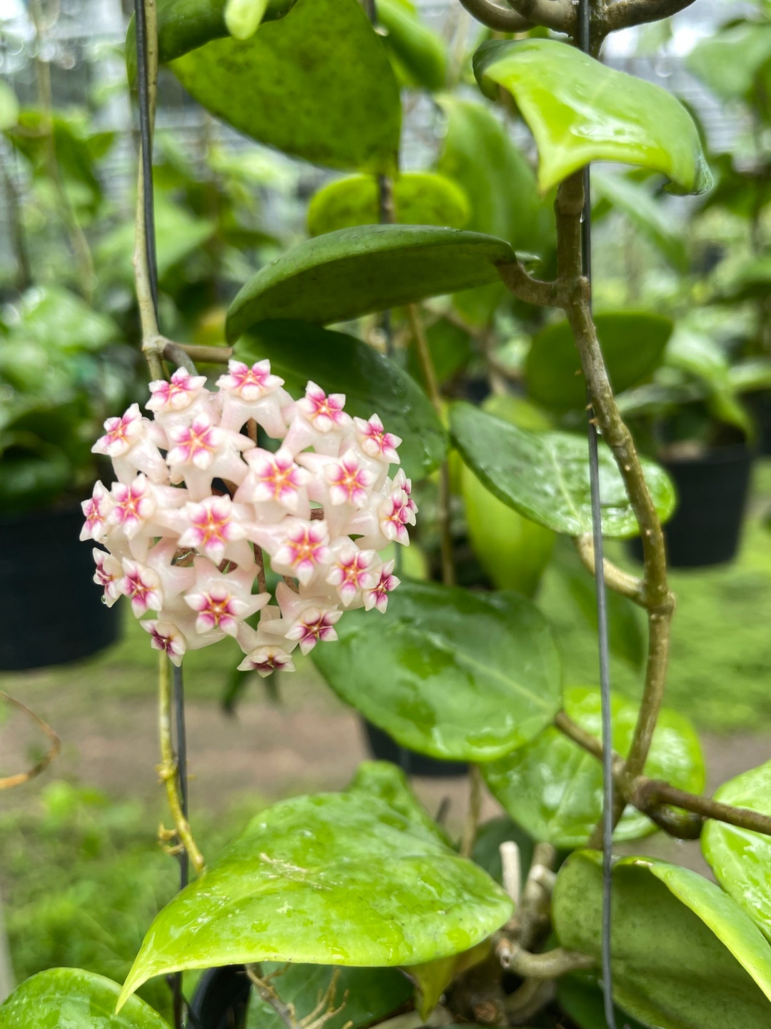 Hoya patera pink②花座付き。 花座いっぱい! Hoya Parasitica lite pink ホヤ パラシティカ ライ