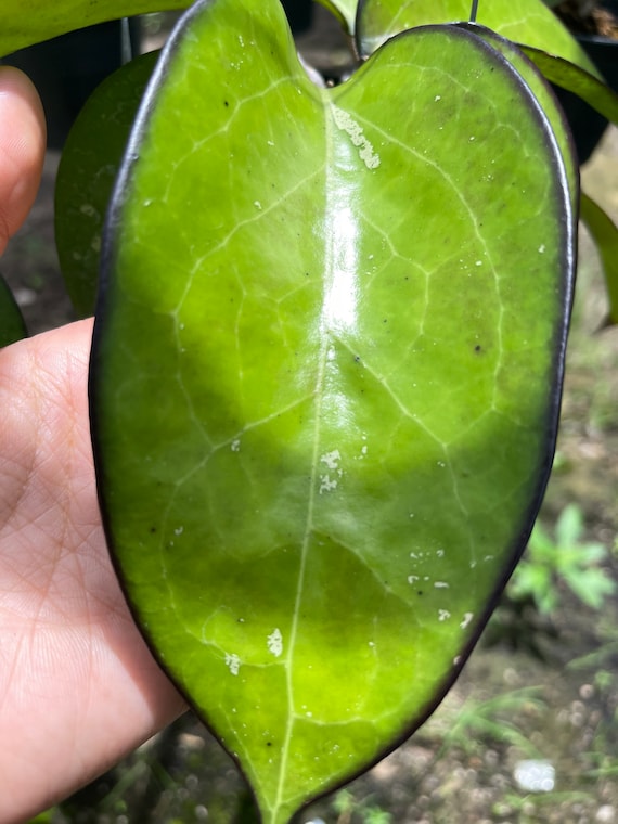 philodendron florida beauty mint Philodendron Florida Ghost Mint 2” plant **(ALL plants require you to –  GoldenGreeneryCo main image 1