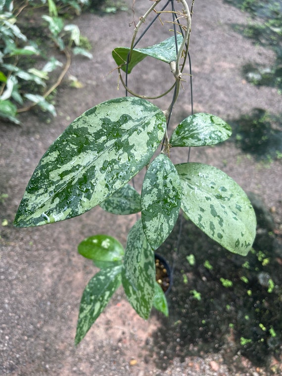 Hoya NAP03 Splash (free)//phyto-cer////// - Etsy