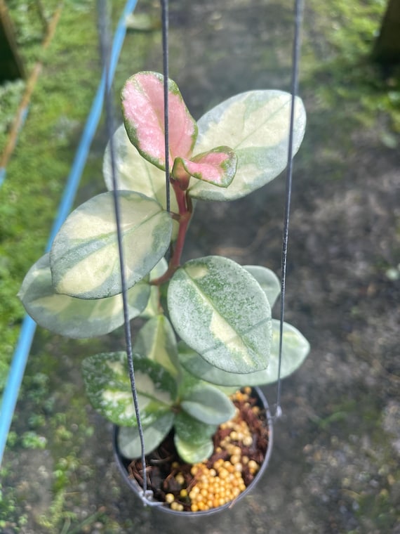 Hoya carnosa ‘Argentea Princess ✨ “Argentea Princess update!” ✨ This