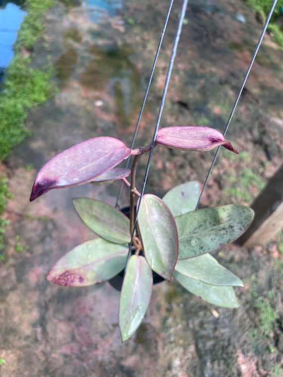 Hoya silver dollar – Aroid Market