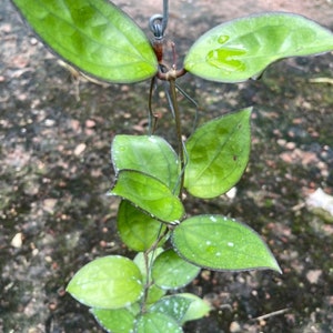 Pode incluir: Uma planta verde de interior com folhas verde-escuras e um hábito de crescimento em forma de videira. A planta está pendurada em um gancho de arame.