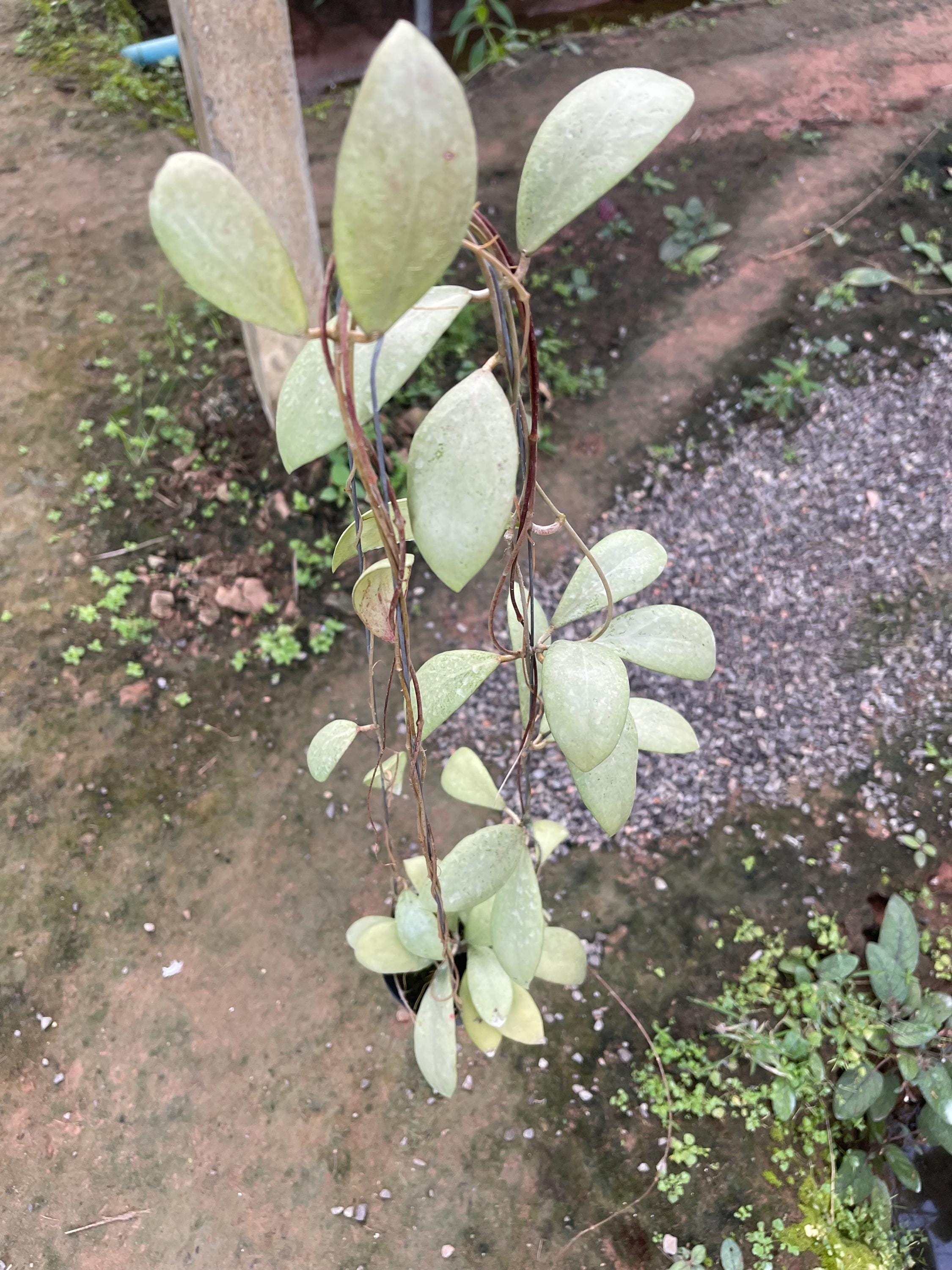 Hoya Erythrostemma Silver Free ((phytosanitary Certificate