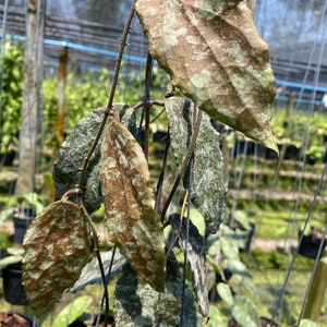 ホヤ カウダータ ゴールド Hoya caudata gold il_300x300.3897127584_rr7r.jpg